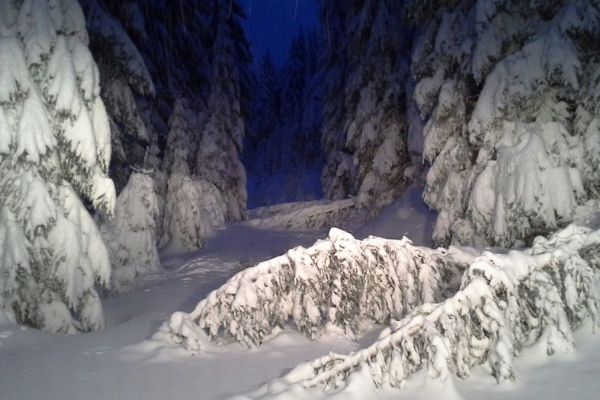 Lesy ČR vydaly doporučení nevstupovat do lesů