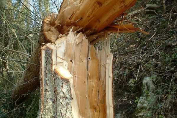 Mariánské Lázně: Město vydalo výstrahu před pádem dřevin