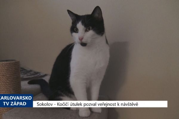 Sokolov: Kočičí útulek pozval veřejnost k návštěvě (TV Západ)