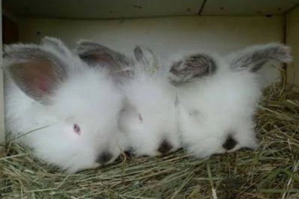 Lipová: O víkendu se koná 51. výstava králíků, holubů a drůbeže