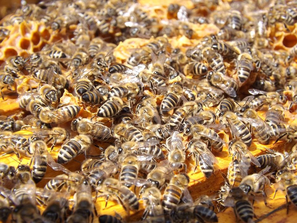 U Staňkova ukradli pět úlů se včelami