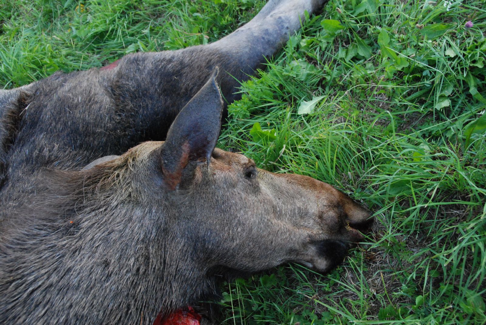Tragický rok pro ohrožené losy – za pouhé čtyři měsíce tři zvířata nepřežila na Šumavě střet s auty