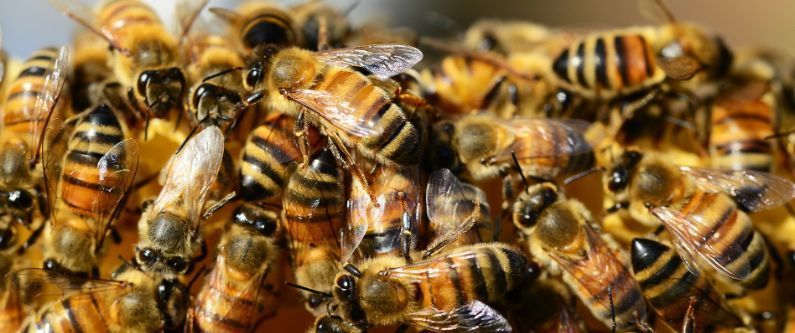 Včelaři dostanou od kraje 2,9 milionu korun 