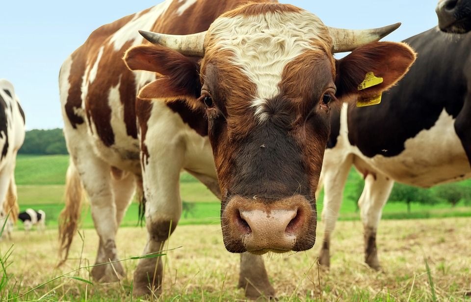 Z pastviny u Dílů ukradli dvousetkilového býčka
