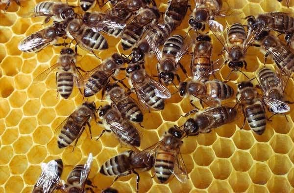 Chodov: Město opět podpoří místní včelaře