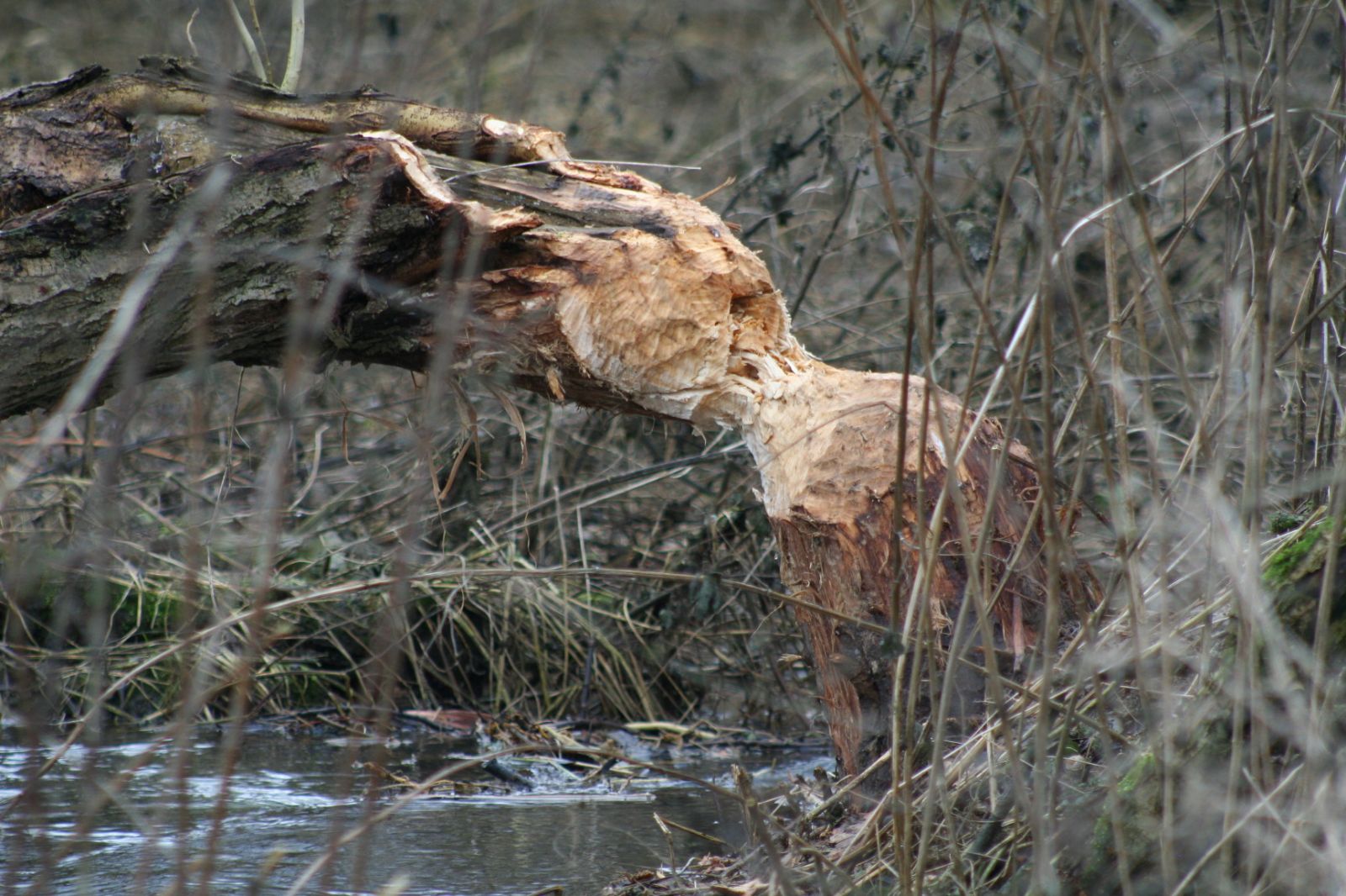 Rybník Okrouhlík u Postřekova na Domažlicku ochrání klamač bobrů