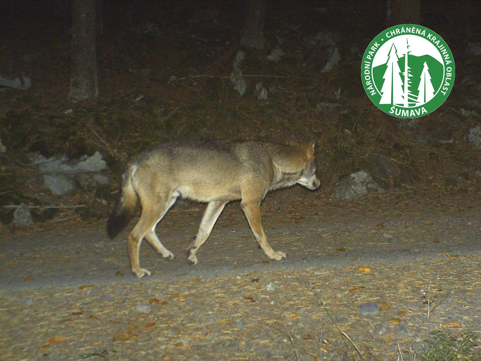 Vlk se objevuje na Šumavě; v roce 2015 ho zachytily fotopasti na velké části území  