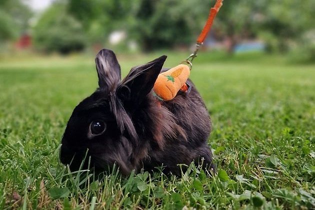 Nové hřiště Králičí Hop v Plzni - zábava pro králíky i majitele