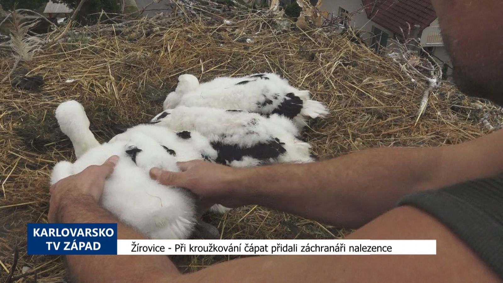 Žírovice: Při kroužkování čápat přidali záchranáři nalezence (TV Západ)