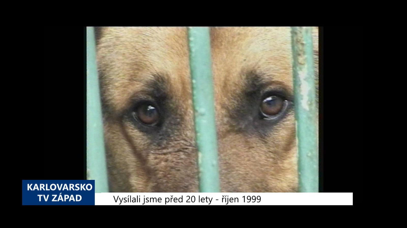 1999 – Cheb: Město odkoupilo útulek pro psy (TV Západ)