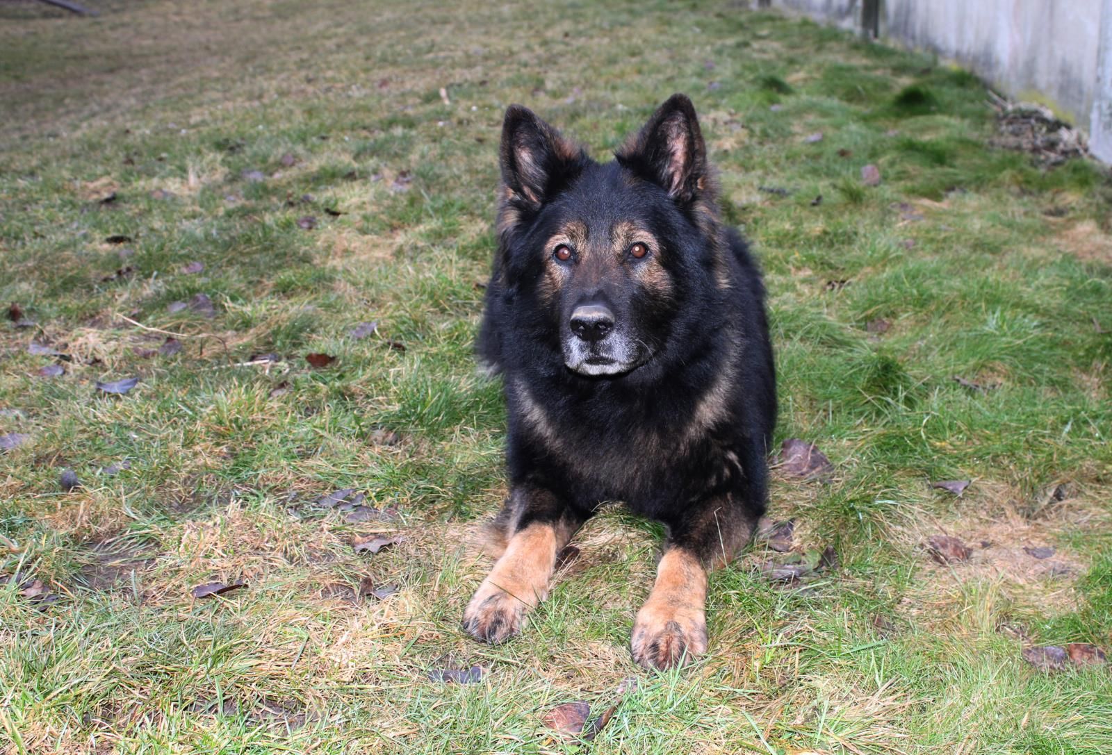 Chodov: Zloděje vypátral policejní pes Irmo