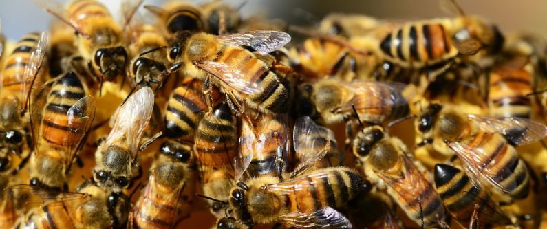 Včelaři a ochránci přírody dostanou krajské dotace