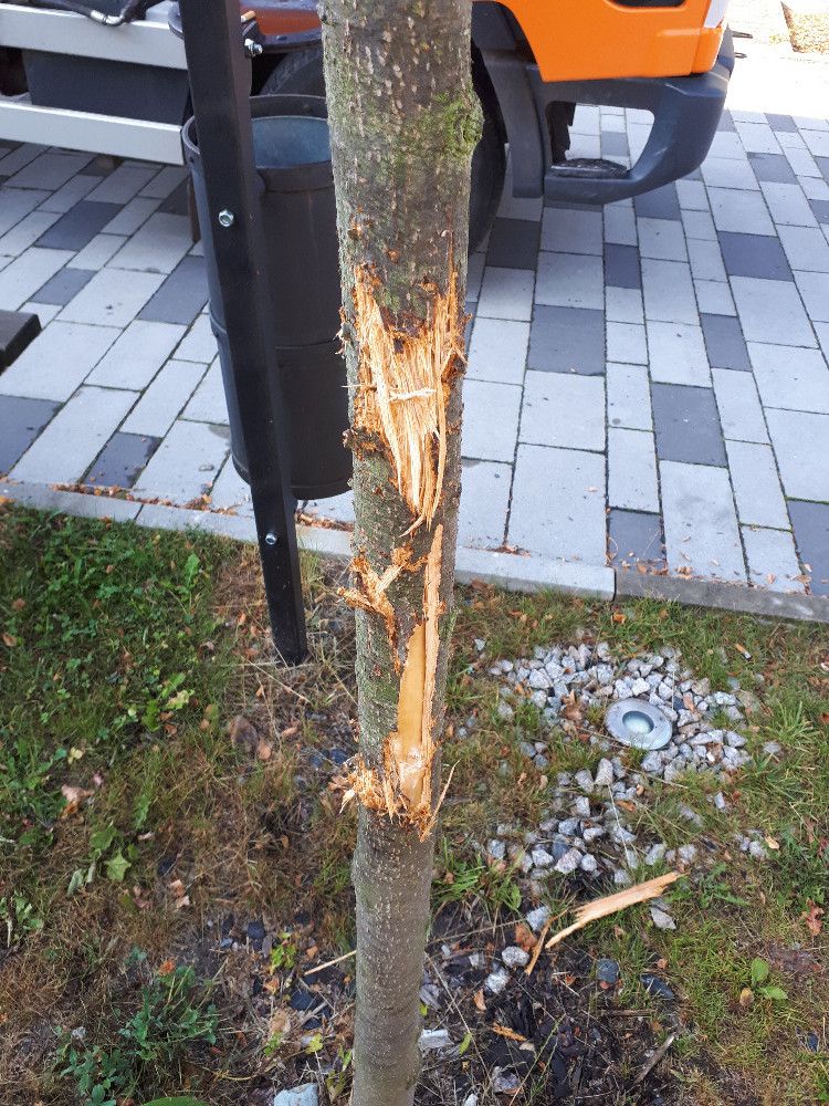 Hranice: Vandalismus. Poničené stromky na náměstí