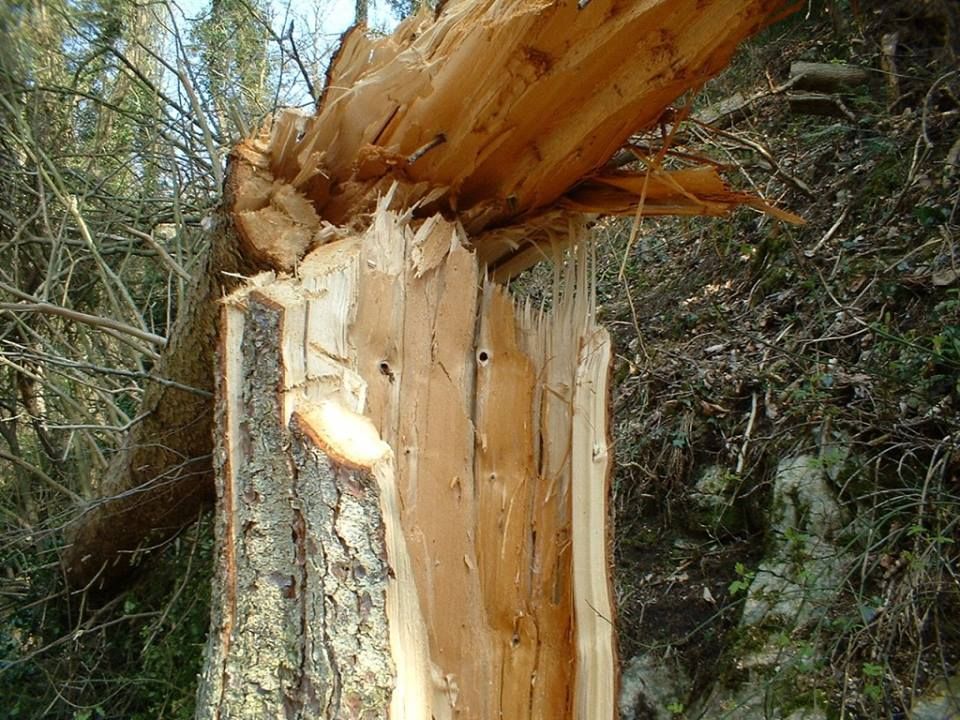 Mariánské Lázně: Město vydalo výstrahu před pádem dřevin