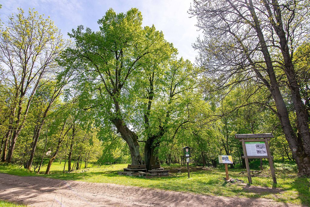 O titul Strom roku soupeří i Dolní popovská lípa