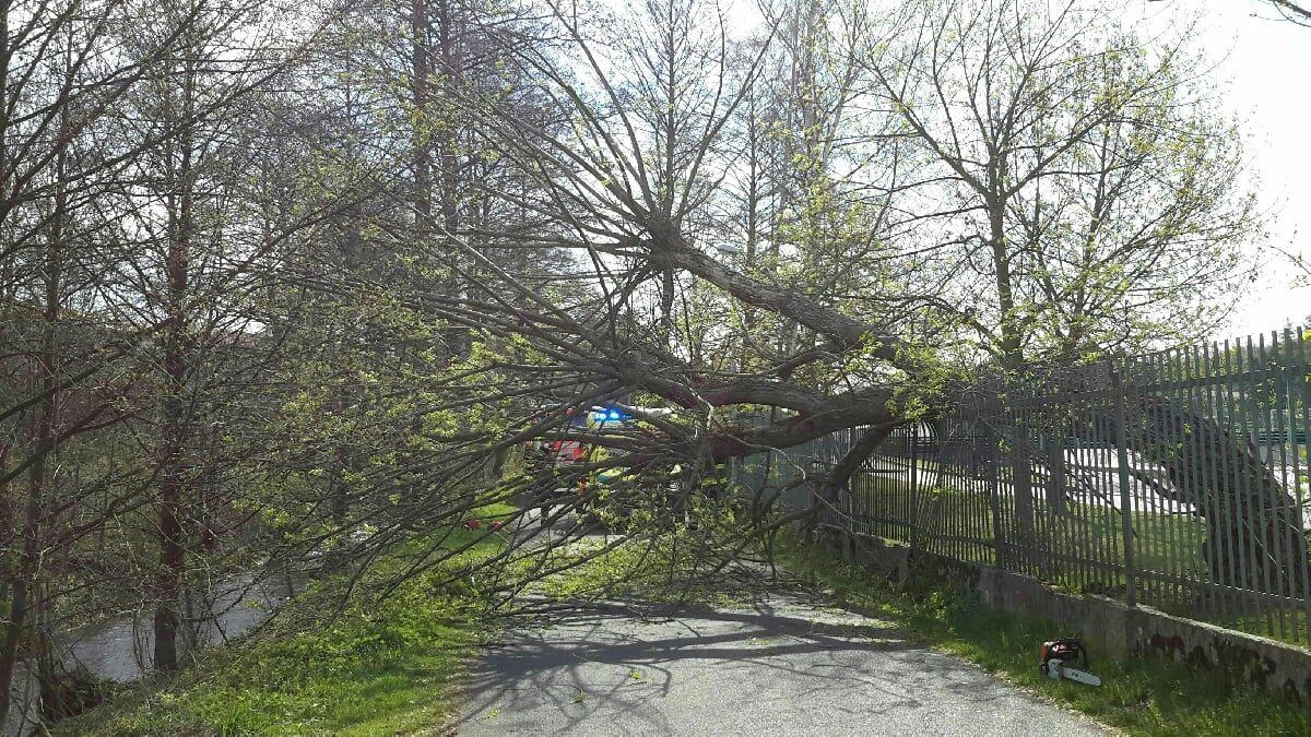 Sokolov: Na ženu a dvě malé děti spadl strom