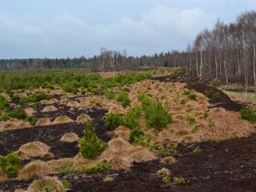 Začala nejrozsáhlejší obnova rašeliniště v Krušných horách